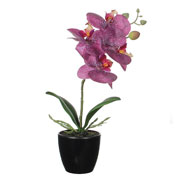 Planta Artificial - Phalaenopsis Violeta - MICA